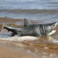 DINOZAUR REALISTYCZNY MEGALODON 28cm JAK ŻYWY BIAŁY REKIN ŻARŁACZ