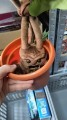 Harry Potter Maskotka Mandragora 30cm outlet