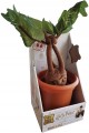 Harry Potter Maskotka Mandragora 30cm outlet