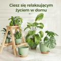 Bamworld Doniczki Samonawadniające 6 szt. Plastik z Podstawkami Doniczek