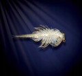 AQUA DRAGONS PODWODNY ŚWIAT WODNE SMOKI LAMKPA LED
